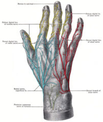 Ulnar nerve